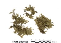 藏品(絹苔)的圖片